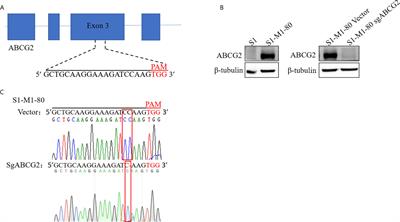 AZ32 Reverses ABCG2-Mediated Multidrug Resistance in Colorectal Cancer